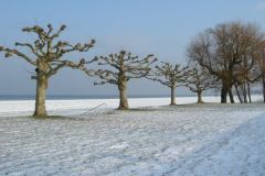Im Februar am Bodensee1